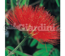 Calliandra Catalogo ~ ' ' ~ project.pro_name