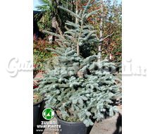 Piante - Abies Procera 'Glauca' Catalogo ~ ' ' ~ project.pro_name