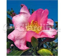 Pianta - Camellia Sasanqua Catalogo ~ ' ' ~ project.pro_name