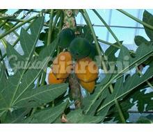 Carica Papaya Papaia  Catalogo ~ ' ' ~ project.pro_name