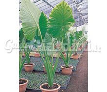 Alocasia Catalogo ~ ' ' ~ project.pro_name