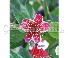 Pianta - Feijoa Sellowiana (Fiore) Catalogo ~ ' ' ~ project.pro_name