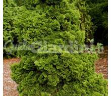 Pianta - Chamaecyparis Obtusa 'Nana Gracilis' Catalogo ~ ' ' ~ project.pro_name