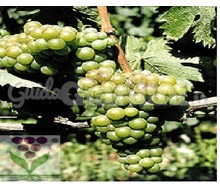 Varietà di vitigno - Moscato Cvt Cn 16 Catalogo ~ ' ' ~ project.pro_name