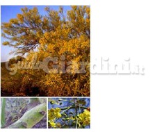 Pianta - Parkinsonia Catalogo ~ ' ' ~ project.pro_name