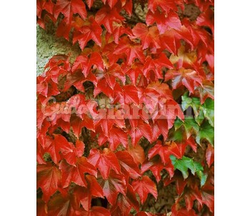 Piante Parthenocissus V