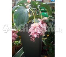 Medinilla Magnifica   Catalogo ~ ' ' ~ project.pro_name