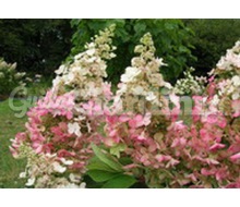Hydrangea Paniculata 'Pinky Winky®' Catalogo ~ ' ' ~ project.pro_name