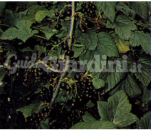 Pianta - Ribes Nigrum Catalogo ~ ' ' ~ project.pro_name