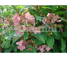 Pianta - Hydrangea Paniculata 'Daruma Nori Utsugi' Catalogo ~ ' ' ~ project.pro_name