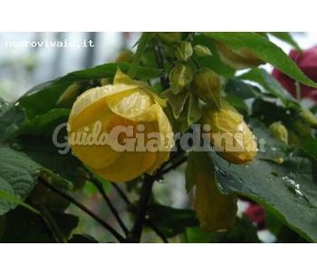 Abutilon X Hybridum Canary Bird