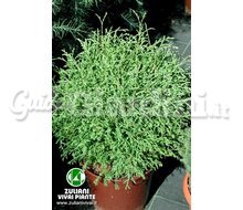 Piante Thuja Occidentalis 'Mr. Bowling Ball' Catalogo ~ ' ' ~ project.pro_name