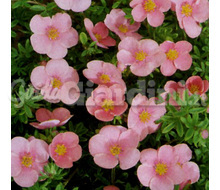 Pianta - Potentilla Fruticosa 'Lovely Pink' Catalogo ~ ' ' ~ project.pro_name