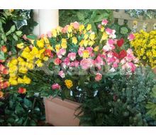 Fiori Sintetici Catalogo ~ ' ' ~ project.pro_name