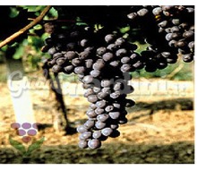 Varietà di vitigno - Grignolino Cvt At 261 Catalogo ~ ' ' ~ project.pro_name