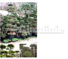 Macrobonsai Catalogo ~ ' ' ~ project.pro_name