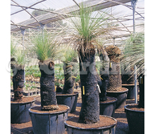 Xanthorrhoea Catalogo ~ ' ' ~ project.pro_name