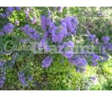 Ceanothus R Catalogo ~ ' ' ~ project.pro_name