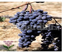 Varietà di vitigno - Nebbiolo Cvt Cn 142 Catalogo ~ ' ' ~ project.pro_name