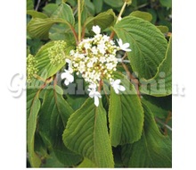 Pianta - Viburnum Plicatum ‘Watanabe’ Catalogo ~ ' ' ~ project.pro_name