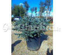 Picea Pungens Glauca Globosa Catalogo ~ ' ' ~ project.pro_name