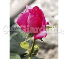 Rosa Di Sant'Antonio - Pianta Catalogo ~ ' ' ~ project.pro_name