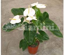 Anthurium Andreanum Acropolis:  Catalogo ~ ' ' ~ project.pro_name