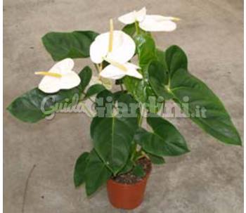 Anthurium Andreanum Acropolis: 