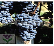 Varietà di vitigno - Barbera Cvt At 424 Catalogo ~ ' ' ~ project.pro_name
