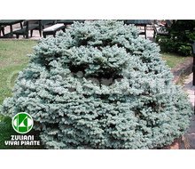 Piante Picea Pungens 'Glauca Globosa' Catalogo ~ ' ' ~ project.pro_name