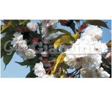 Pianta - Prunus Avium 'Plena' Catalogo ~ ' ' ~ project.pro_name