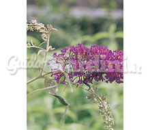 Buddleja Catalogo ~ ' ' ~ project.pro_name