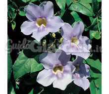 Thunbergia Catalogo ~ ' ' ~ project.pro_name