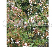 Pianta - Abelia X Grandiflora Catalogo ~ ' ' ~ project.pro_name