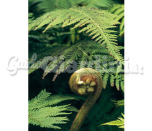 Piante - Felci Catalogo ~ ' ' ~ project.pro_name