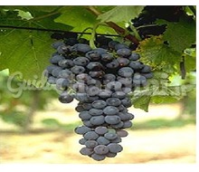 Syrah 174 F - Varietà di vitigno Catalogo ~ ' ' ~ project.pro_name