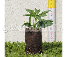 Lantana Camara E Sellowinana Catalogo ~ ' ' ~ project.pro_name