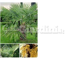 Trachycarpus Catalogo ~ ' ' ~ project.pro_name