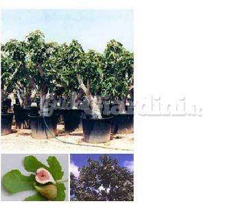 Pianta di Ficus Carica