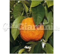 Pianta - Citrus Aurantium Indicum Catalogo ~ ' ' ~ project.pro_name