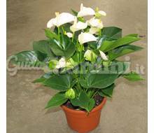 Pianta In Vaso - Anthurium Andreanum White Champion Catalogo ~ ' ' ~ project.pro_name