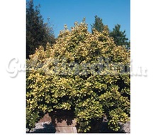 Pianta - Euonymus Japonicus 'Elegantissimus Aureus' Catalogo ~ ' ' ~ project.pro_name