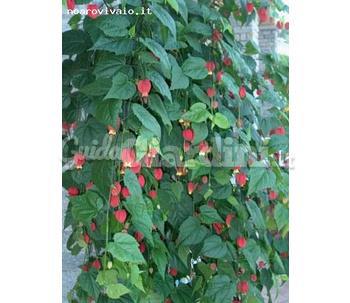 Abutilon Megapotamicum 2