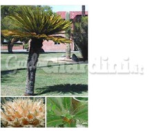 Pianta - Cycas Revoluta Catalogo ~ ' ' ~ project.pro_name