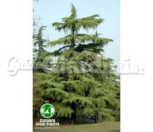 Pianta - Cedrus Deodara Catalogo ~ ' ' ~ project.pro_name