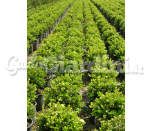 Buxus2 Catalogo ~ ' ' ~ project.pro_name