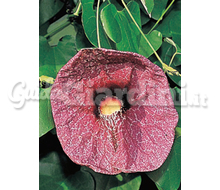 Aristolochia Catalogo ~ ' ' ~ project.pro_name