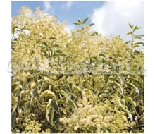 Pianta - Ligustrum Japonicum ‘Excelsum Superbum’ Catalogo ~ ' ' ~ project.pro_name