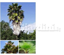 Pianta - Washingtonia Catalogo ~ ' ' ~ project.pro_name