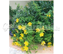 Pianta - Hypericum X Moseranum Catalogo ~ ' ' ~ project.pro_name